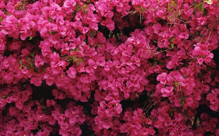 Pink Flowers Theme screenshot #13