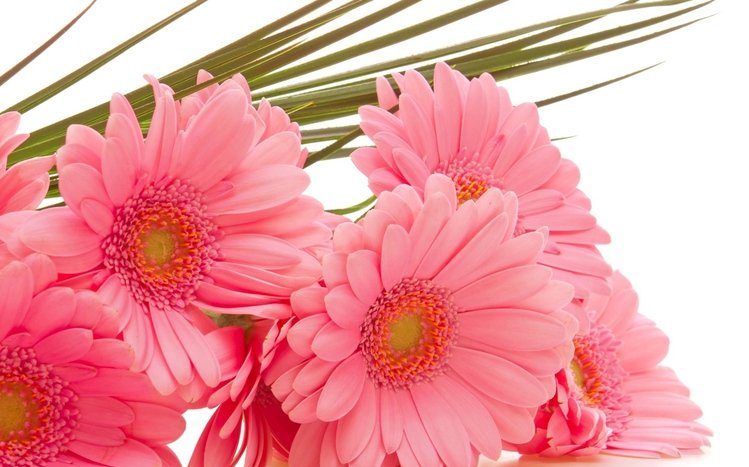 Pink Flowers Theme screenshot #6