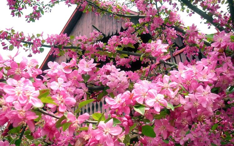 Pink Flowers Theme screenshot #16