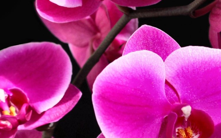 Pink Flowers Theme screenshot #8