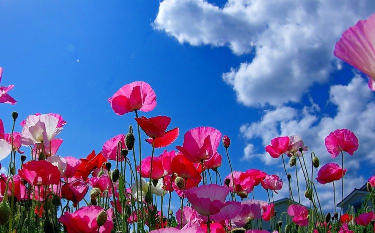 Pink Flowers Theme screenshot #15