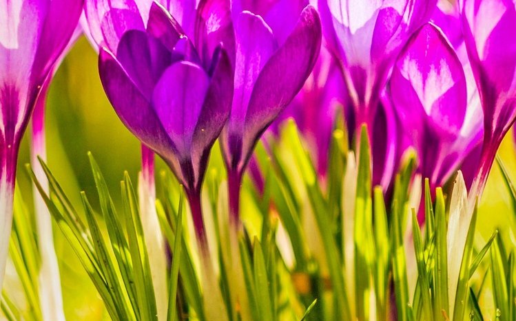 Pink Flowers Theme screenshot #10