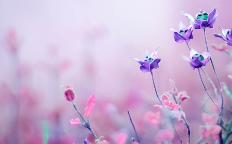 Pink Flowers Theme screenshot #12