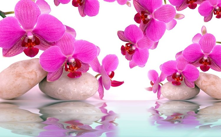 Pink Flowers Theme screenshot #14