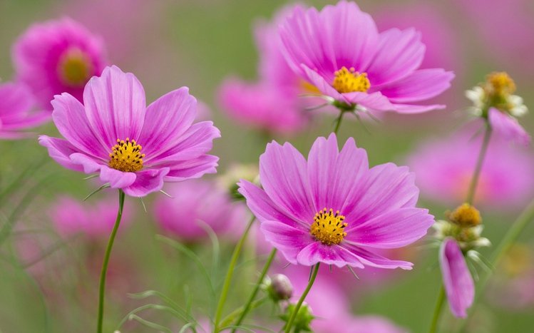 Pink Flowers Theme screenshot #11