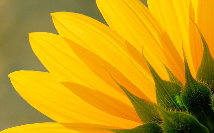 Yellow Flowers Theme screenshot #7