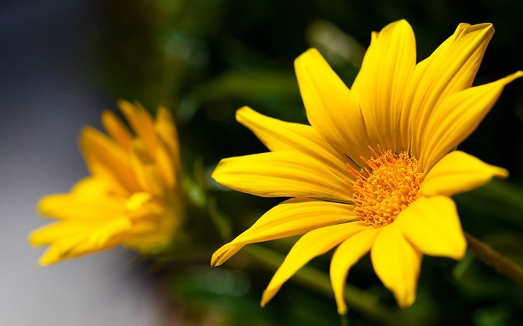 Yellow Flowers Theme screenshot #6