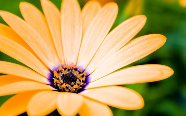 Yellow Flowers Theme screenshot #1