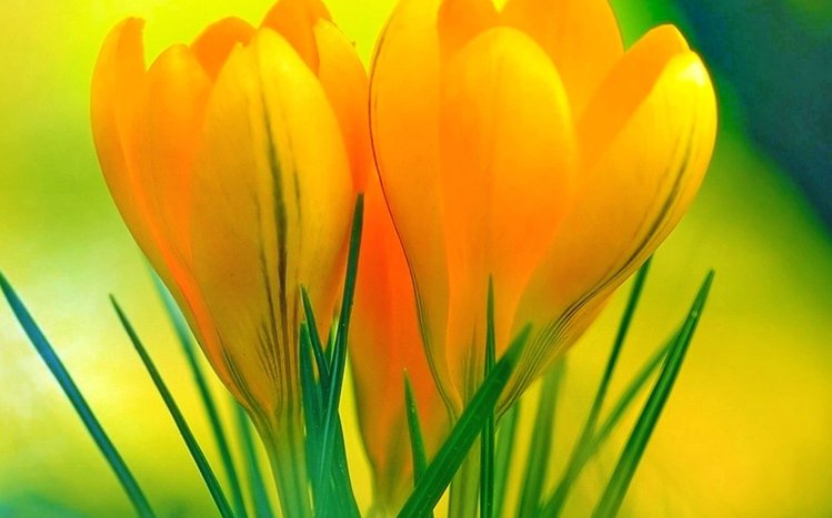 Yellow Flowers Theme screenshot #8