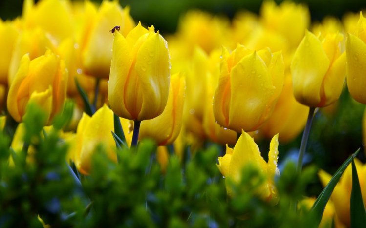 Yellow Flowers Theme screenshot #5