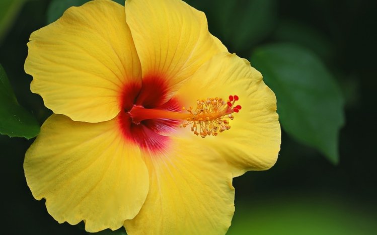 Yellow Flowers Theme screenshot #13