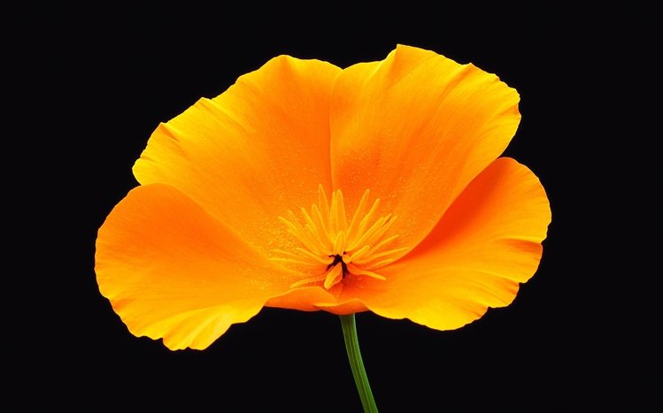 Black Flowers Theme screenshot #7