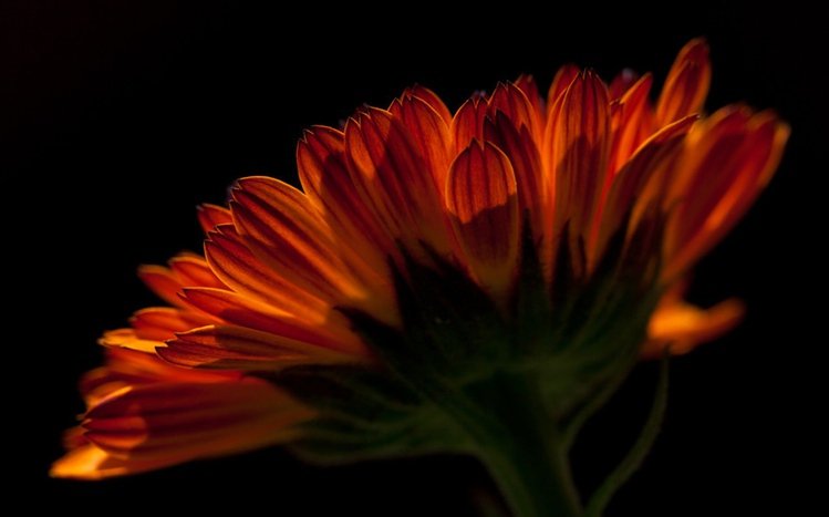 Black Flowers Theme screenshot #11