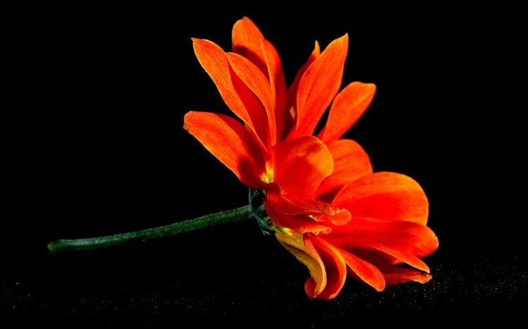 Black Flowers Theme screenshot #1