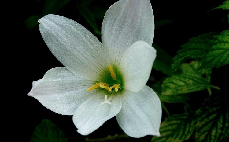 Black Flowers Theme screenshot #13