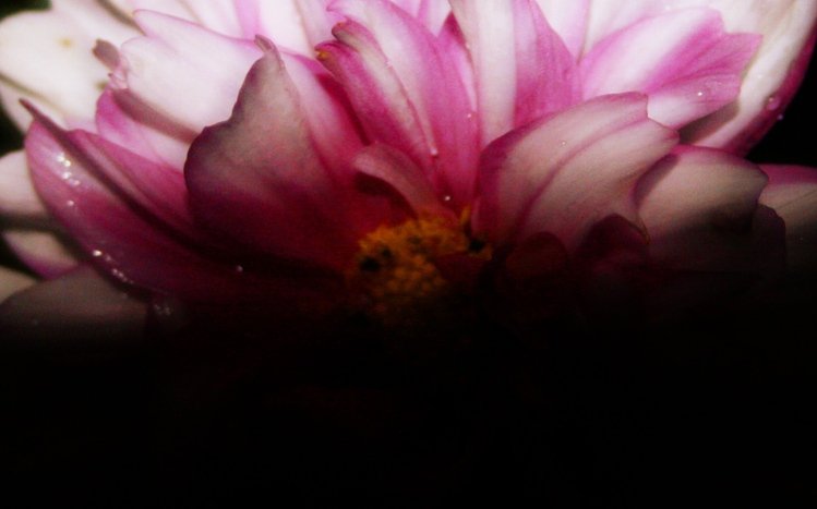 Black Flowers Theme screenshot #2