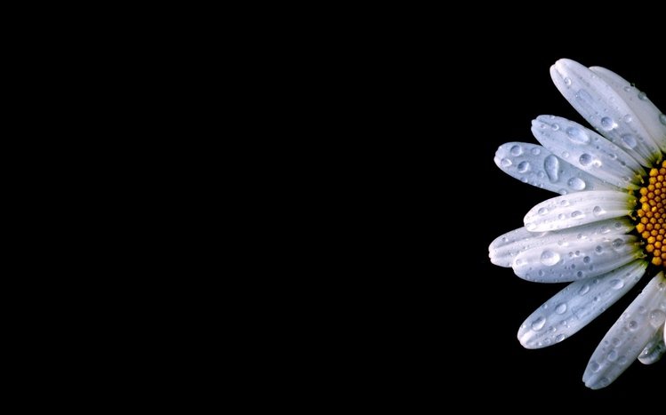 Black Flowers Theme screenshot #3