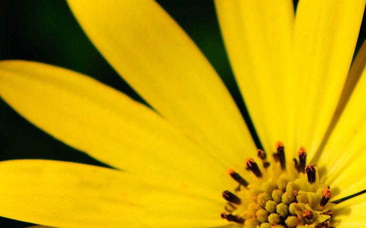 Black Flowers Theme screenshot #10