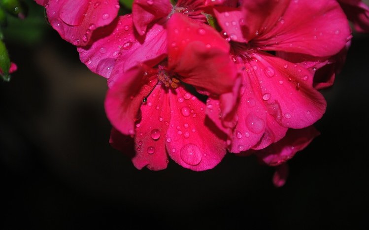 Black Flowers Theme screenshot #5