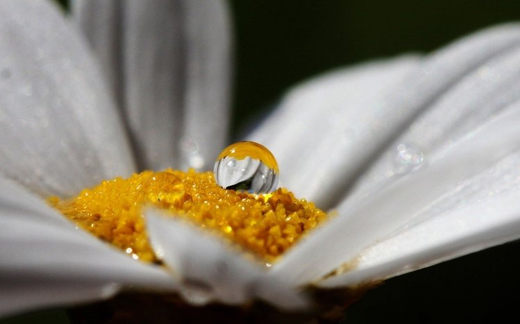 Black Flowers Theme screenshot #4