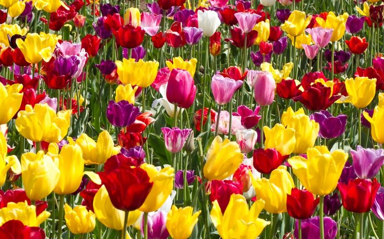 Summer Flowers Theme screenshot #9