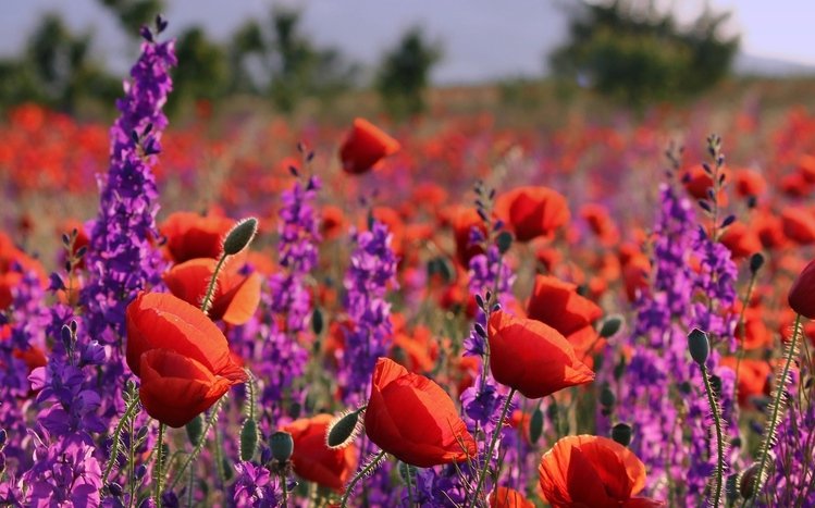 Summer Flowers Theme screenshot #4