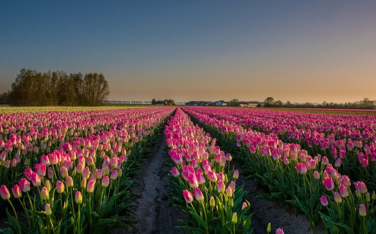 Summer Flowers Theme screenshot #5