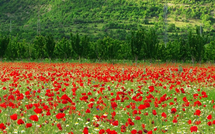 Summer Flowers Theme screenshot #3