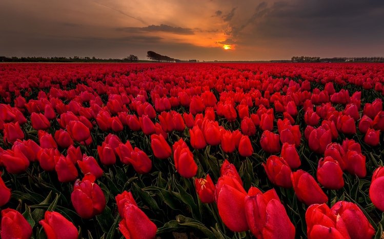 Summer Flowers Theme screenshot #10