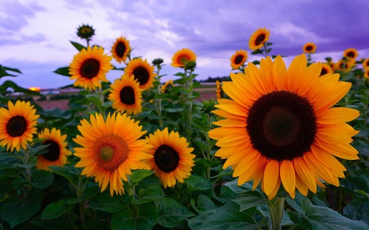 Summer Flowers Theme screenshot #8