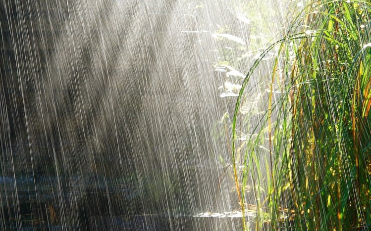 Rain in Forest Theme screenshot #3