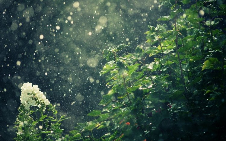 Rain in Forest Theme screenshot #10