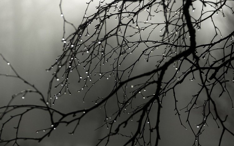 Rainy Nature Theme screenshot #10