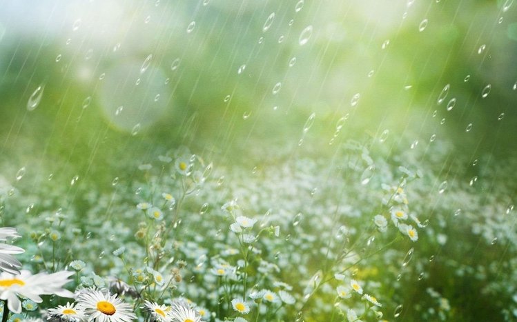 Rainy Nature Theme screenshot #13