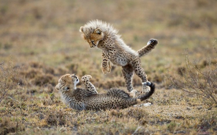 Africa  Theme screenshot #1