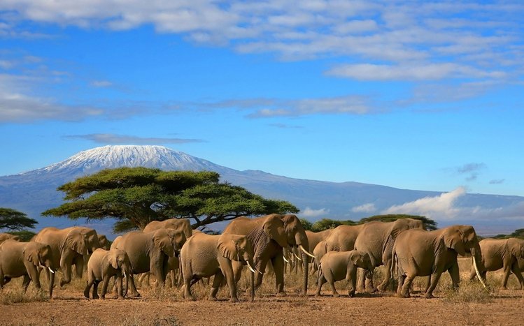 Africa  Theme screenshot #11