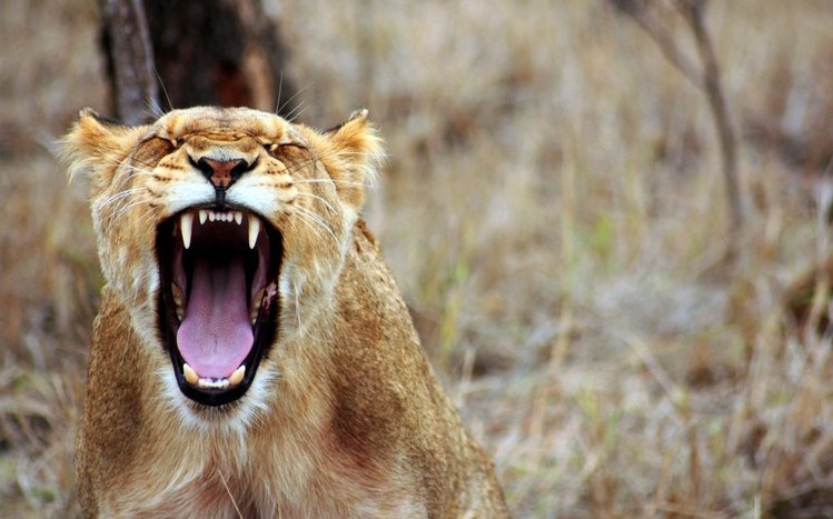 Africa  Theme screenshot #9