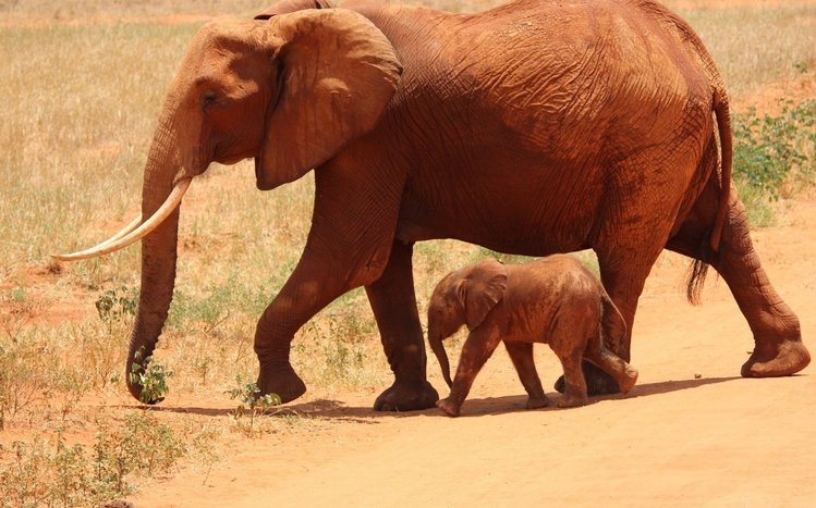 Africa  Theme screenshot #5