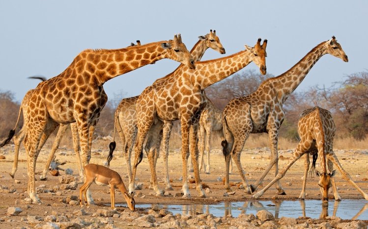 Africa  Theme screenshot #4