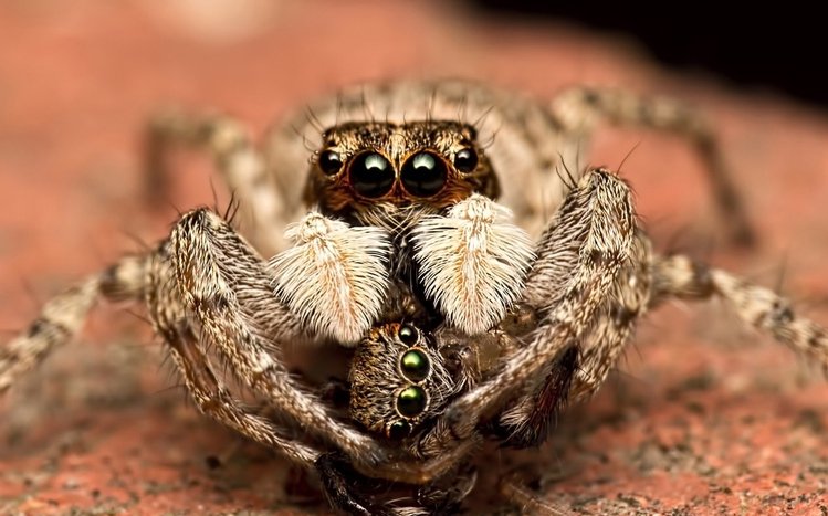 Spider Theme screenshot #13