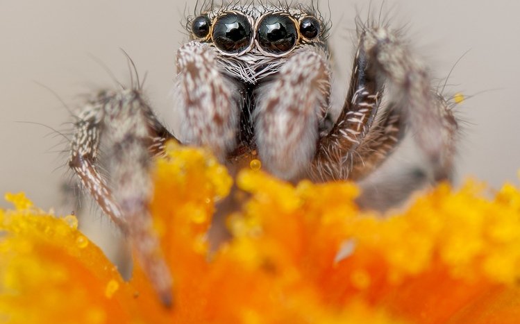 Spider Theme screenshot #6