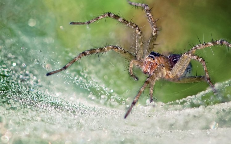 Spider Theme screenshot #11