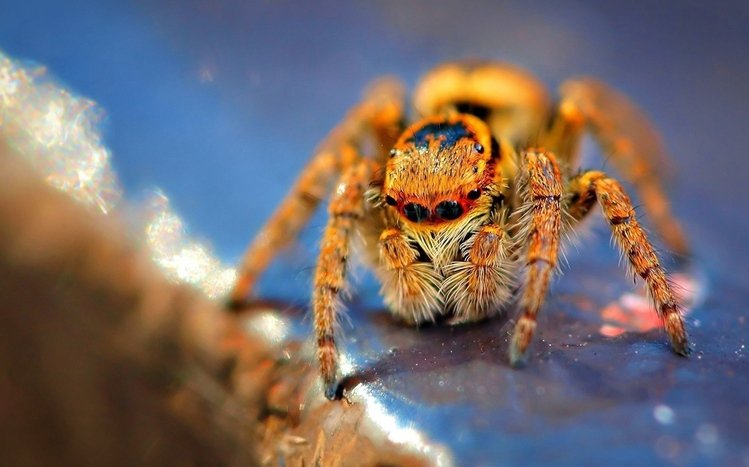 Spider Theme screenshot #14