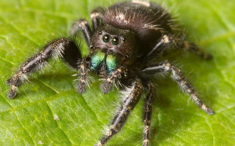 Spider Theme screenshot #4