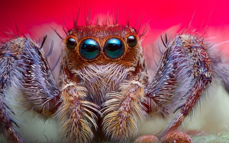 Spider Theme screenshot #10