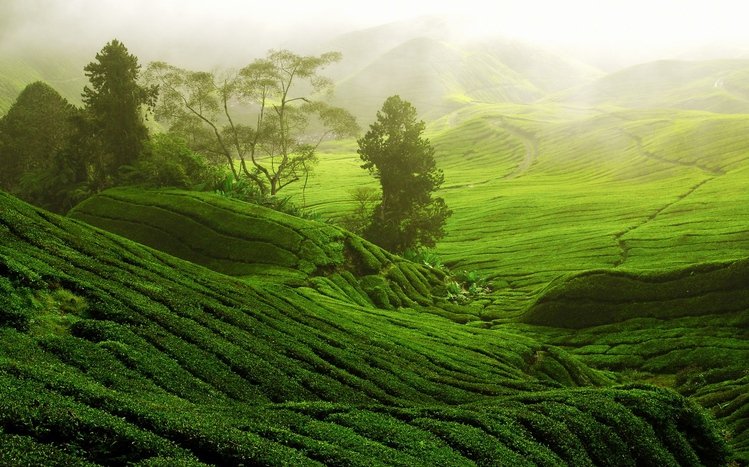Tea Plantation  Theme screenshot #2