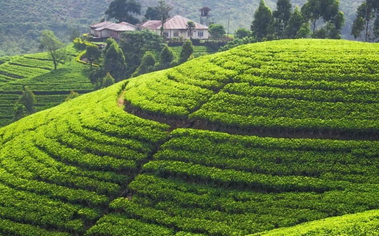 Tea Plantation  Theme screenshot #5