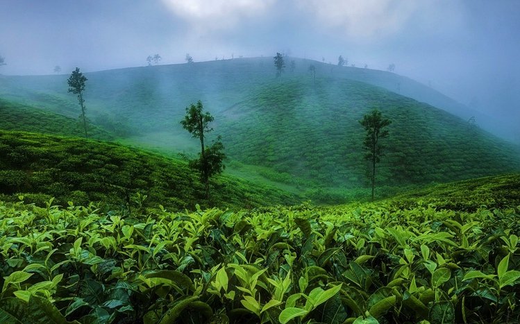 Tea Plantation  Theme screenshot #9