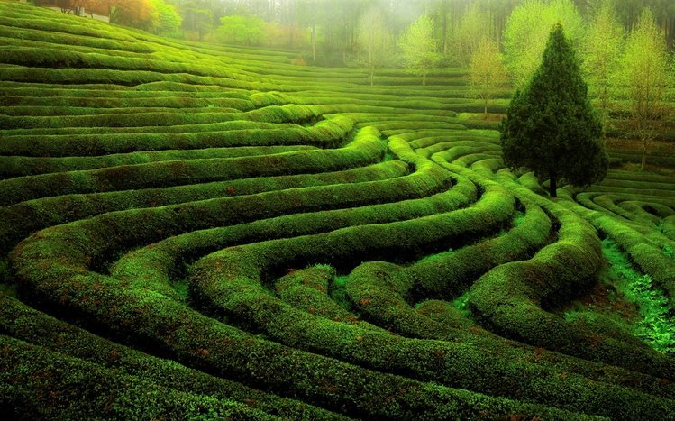 Tea Plantation  Theme screenshot #10