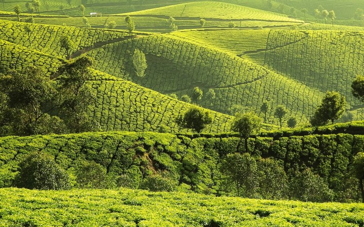 Tea Plantation  Theme screenshot #13